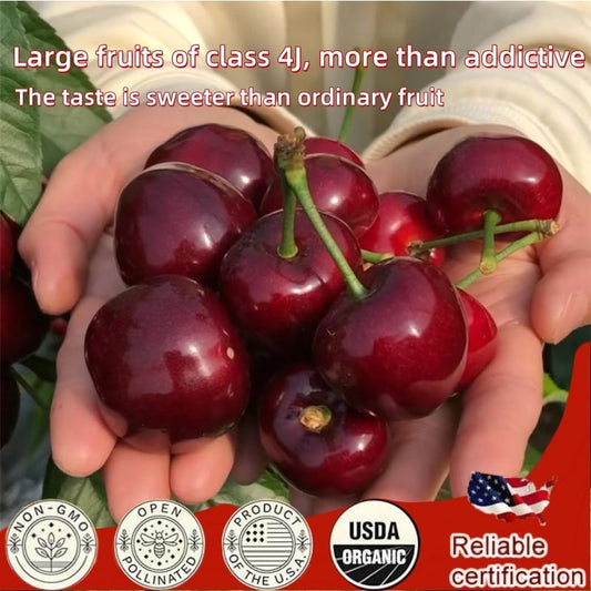 🏆75K+ SOLD! 🌳Cherry Tree Seeds – Delicious, Fresh Cherries Await!🍒